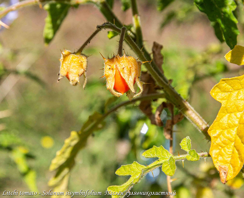 Torkav maavits Litchi, Паслен гулявниколистный Личи